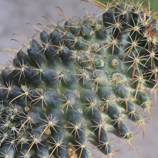 La flora de Sonora: conoce los nombres de sus especies.