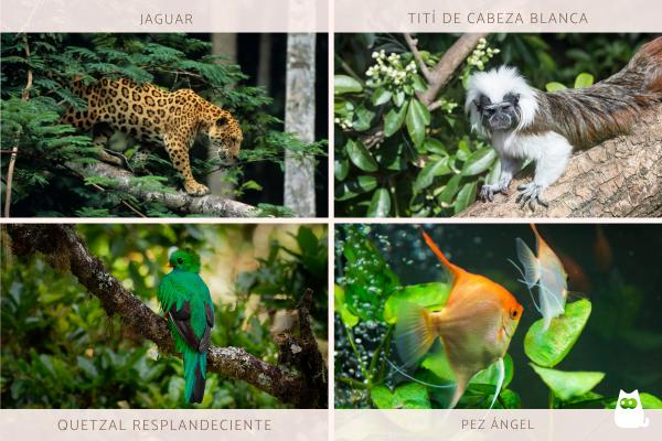 La flora y la fauna en el clima tropical: belleza natural.